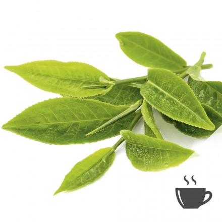 Hochwertiger Bio Sencha Tee kaufen bei Vitapower