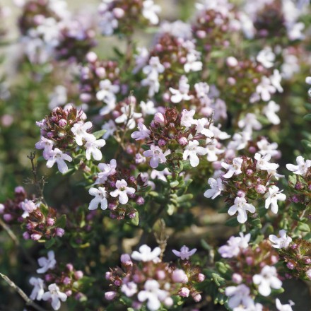 Sardinischer Thymian-Wildhonig | von Vitapower