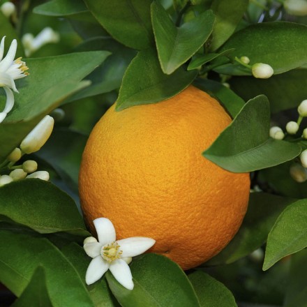 Sardinischer Orangenhonig | kaufen bei Vitapower