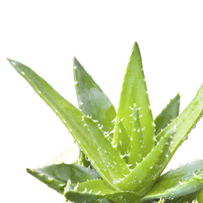 Aloe Vera Gel | Naturkosmetik bei uns im Shop