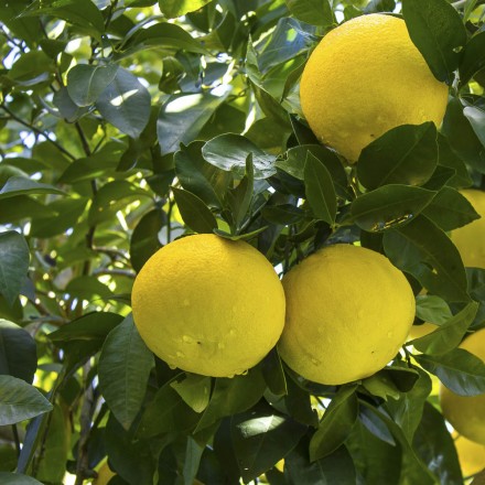 Naturreines Bio Grapefruitöl: jetzt online kaufen