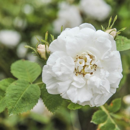 Rosenhydrolat für die Haut | online kaufen