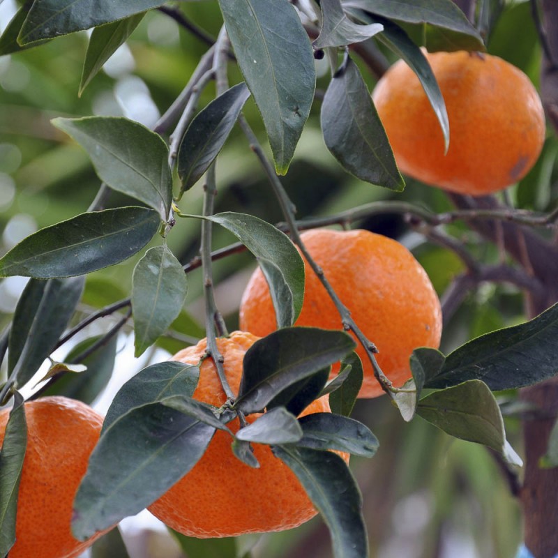 Mandarinen Öl | online kaufen in Vitapowershop