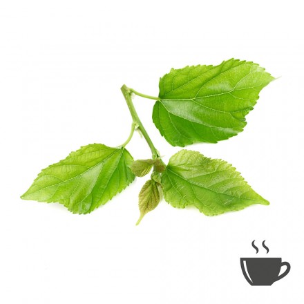 Aktuell: Bio Fairtrade Maulbeerblätter Tee