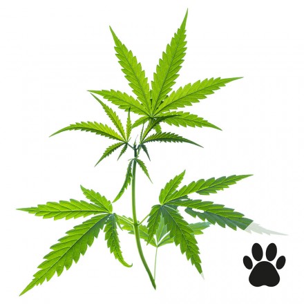 Cannabis-Vital PET, 60 Kapseln