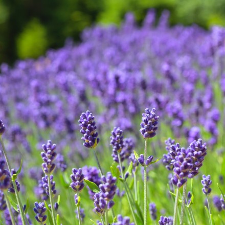 Lavendel-Öl fein, 5ml