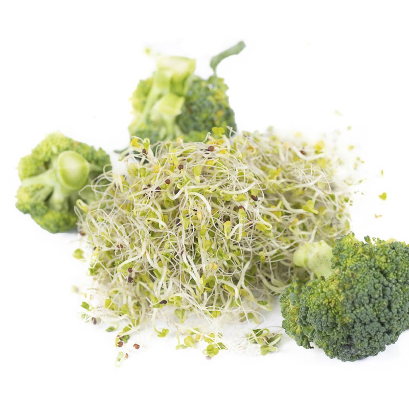 Brokkolisamen, BIO | hier kaufen Brokkolisamen, BIO | hier kaufen