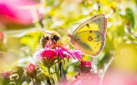 Für Energie-Stoffwechsel: Blütenpollen Hercules Honig u. a.