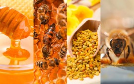 Hercules Honig & Pollen für Gesundheitsbewusste hier kaufen