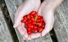 Bio Hagebuttenpulver & Hagebuttenkapseln hier online kaufen