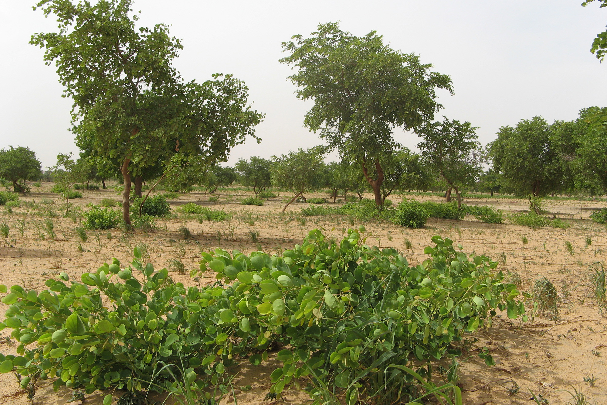 Wachstum von drei Jahren