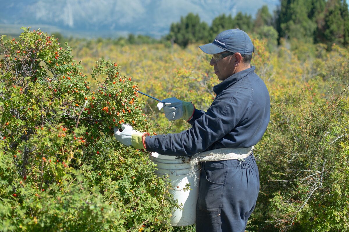 Erntehelfer pflückt wilde Hagebutten von Hand in Patagonien