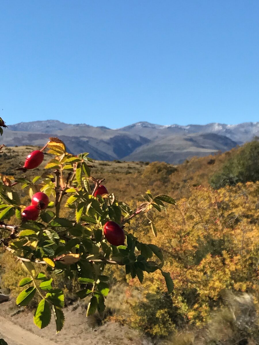 Wilder Hagebuttenstrauch mit roten Früchten vor den Anden in Patagonien
