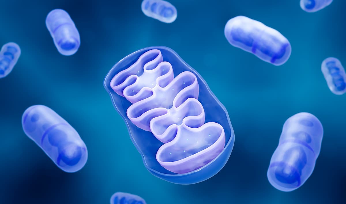 Nahaufnahme Zellstruktur / Mitochondrien-Illustration
