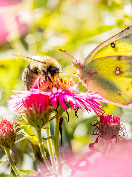 Biene und Schmetterling auf einer Blüte – Symbol für Honig/Blütenpollen (Energie/Stoffwechsel)