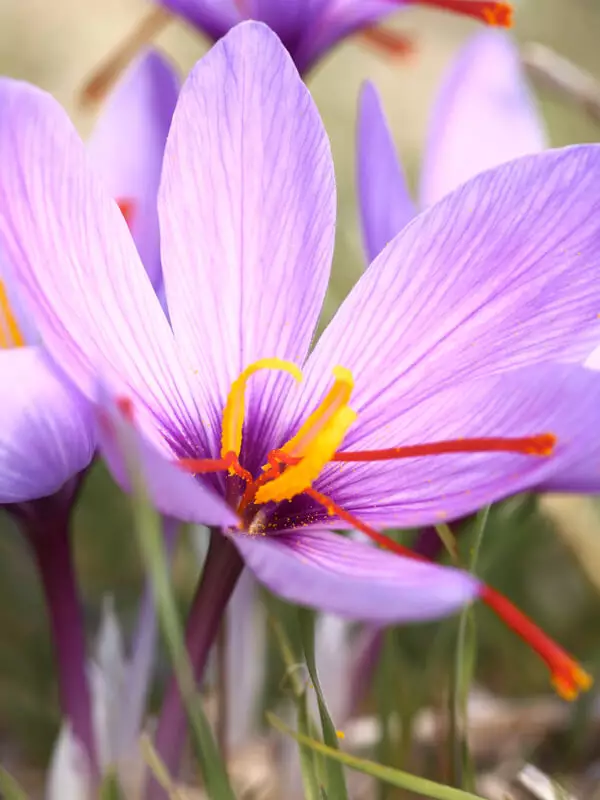 Biene und Schmetterling auf einer Blüte – Symbol für Honig/Blütenpollen (Energie/Stoffwechsel)