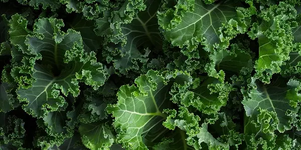 Federkohl – eines der wirksamsten Heil- und Lebensmittel im 21. Jahrhundert