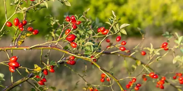 Hagebutten: Kraftpaket der Natur