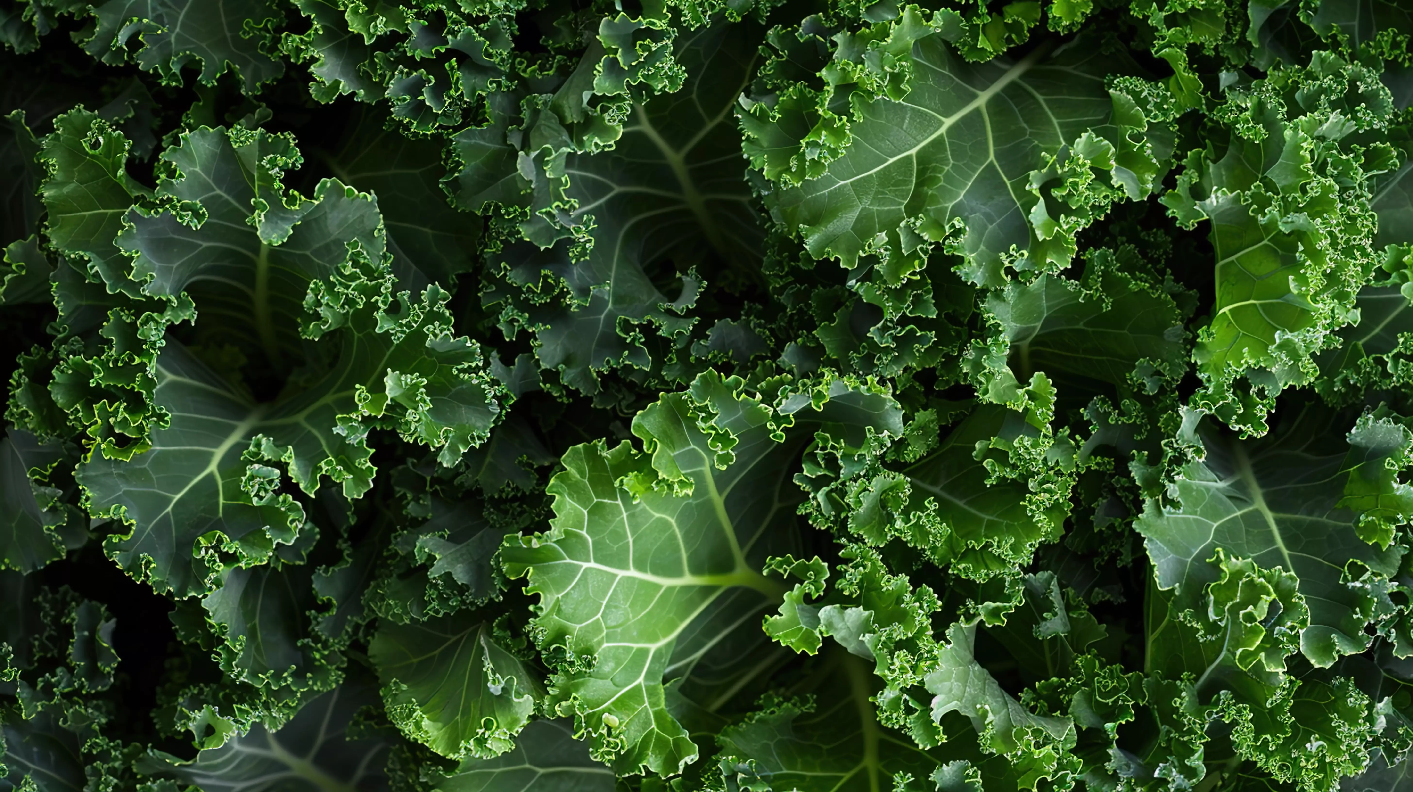 Federkohl – eines der wirksamsten Heil- und Lebensmittel im 21. Jahrhundert