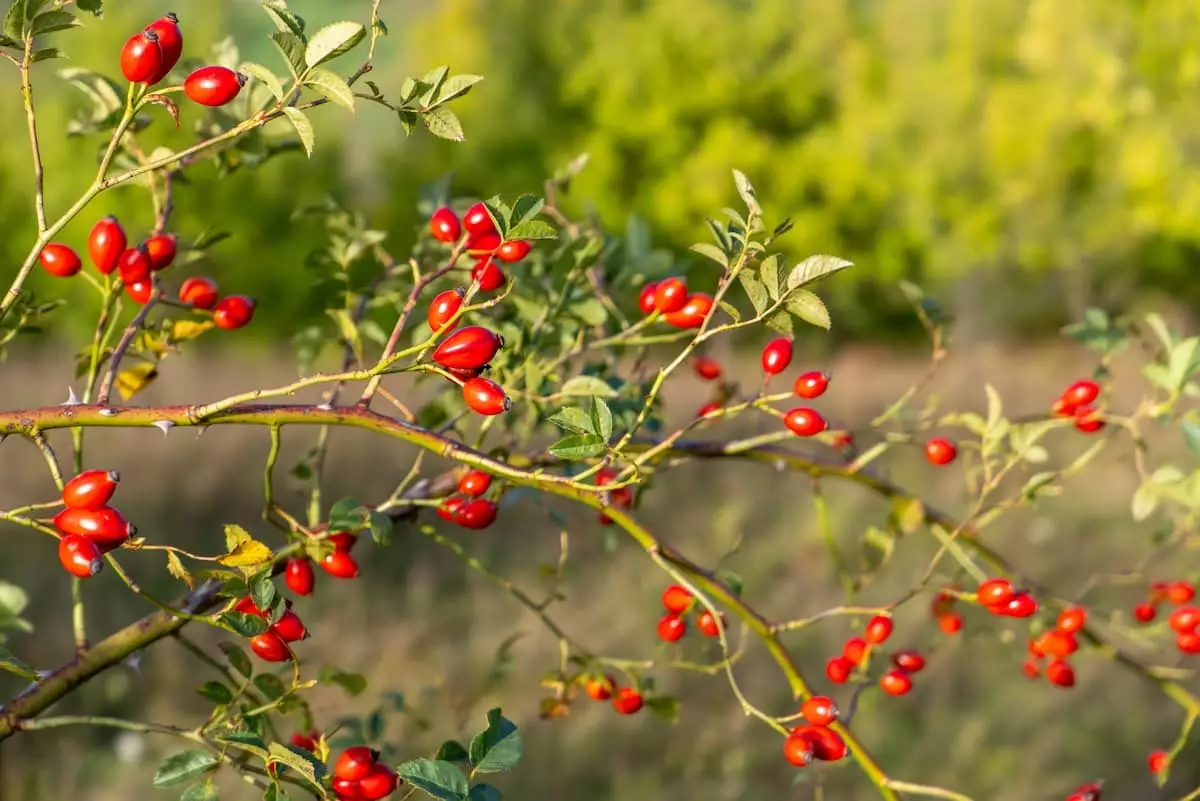 Hagebutten: Kraftpaket der Natur
