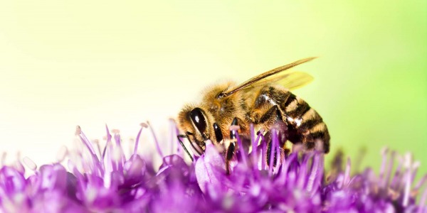 Einzigartige Wildblüten-Honige aus Europa