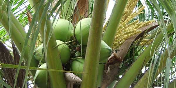 Unser biologisches Kokosöl – ein Multitalent
