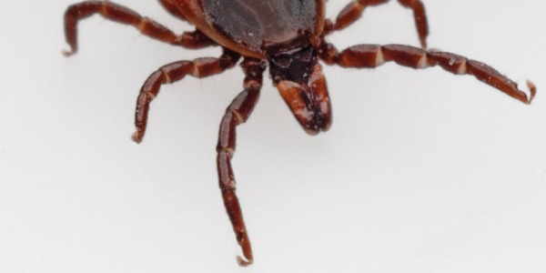 Das gefährlichste Wildtier der Schweiz