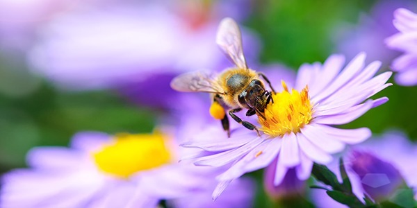 Einzigartiges Kraft-Paket aus der Natur