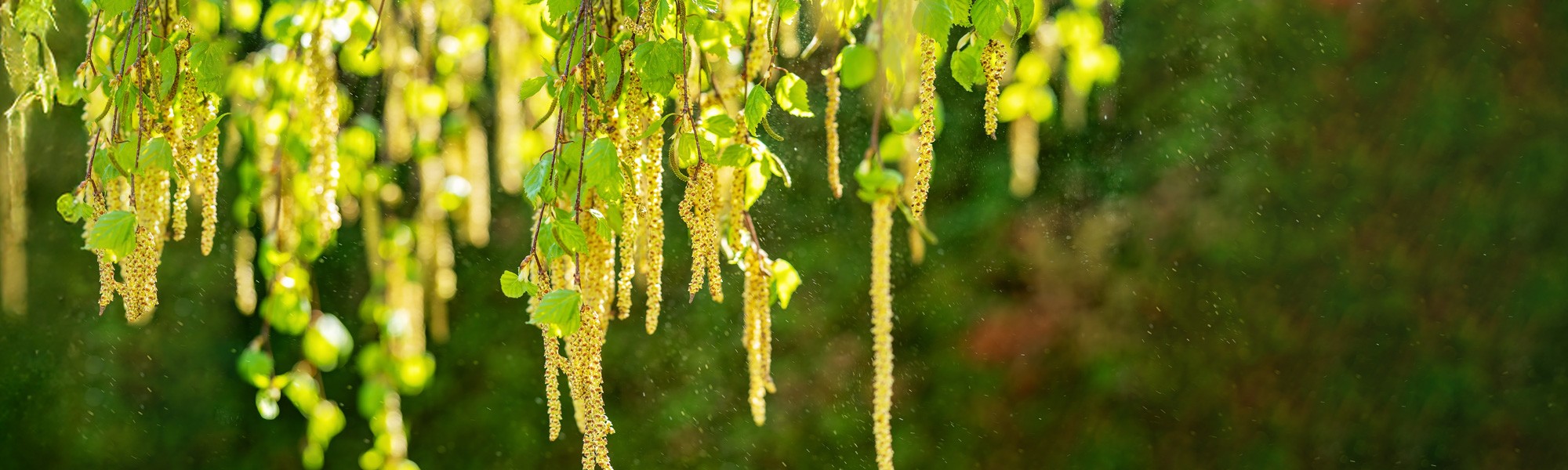 Allergien jetzt vorbeugen